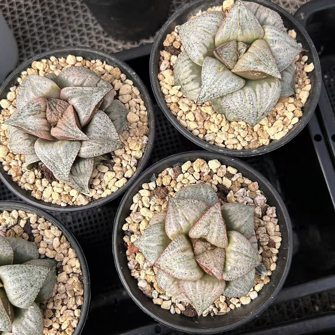 3'' Haworthia Splendens, Rare Live Succulent Plants
