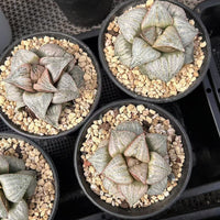 3'' Haworthia Splendens, Rare Live Succulent Plants