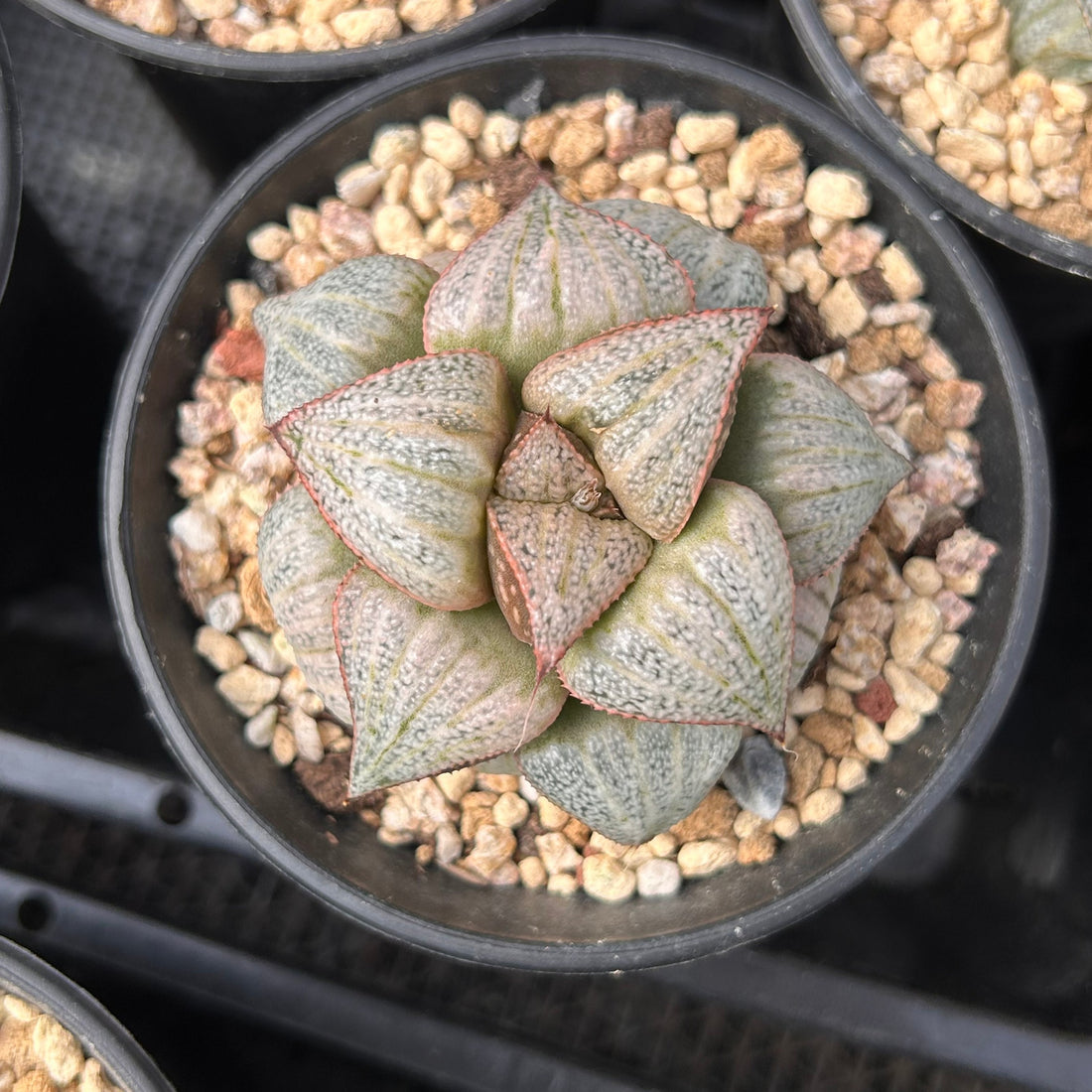 3'' Haworthia Splendens, Rare Live Succulent Plants