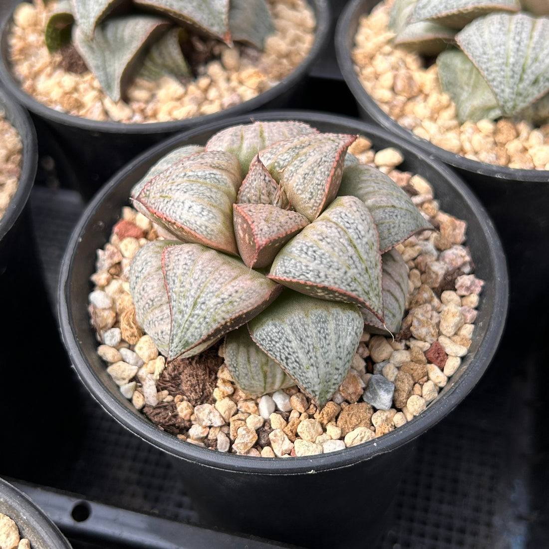 3'' Haworthia Splendens, Rare Live Succulent Plants