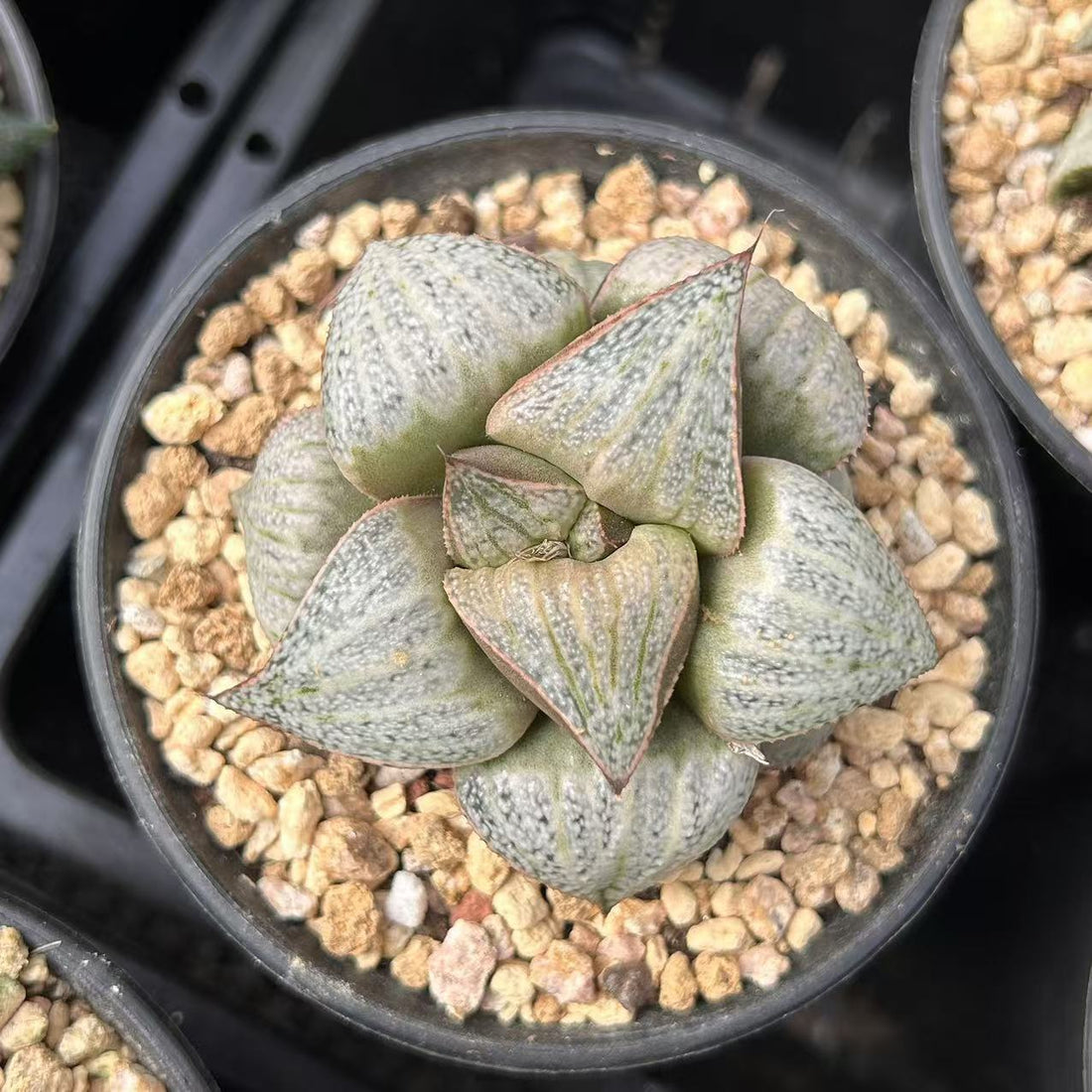 3'' Haworthia Splendens, Rare Live Succulent Plants
