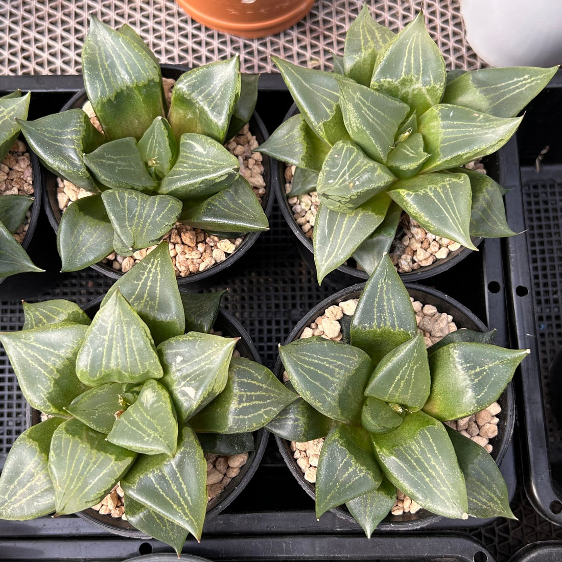 4'' Haworthia Urahannya, Rare Live Succulent Plants