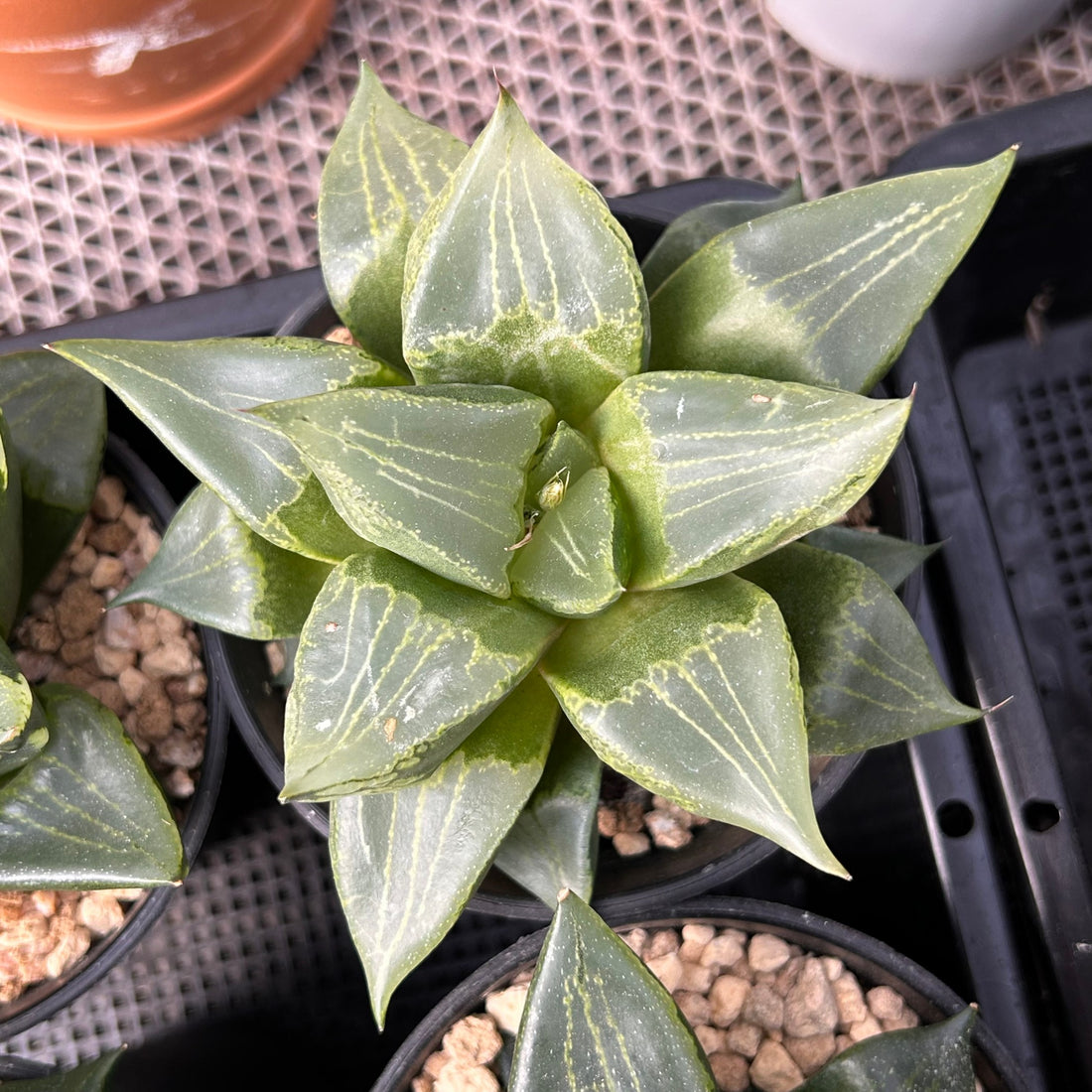 4'' Haworthia Urahannya, Rare Live Succulent Plants