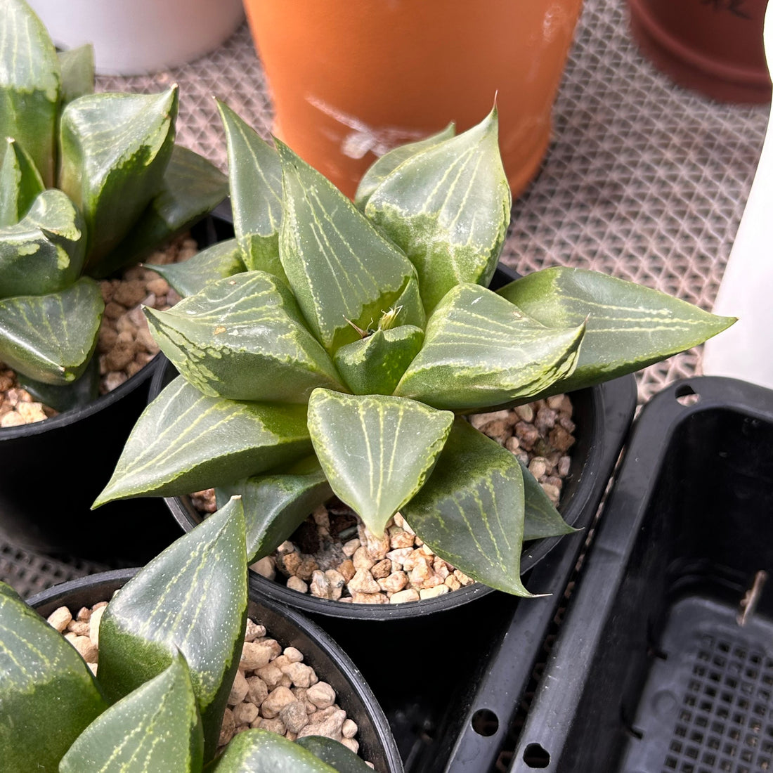 4'' Haworthia Urahannya, Rare Live Succulent Plants
