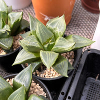 4'' Haworthia Urahannya, Rare Live Succulent Plants