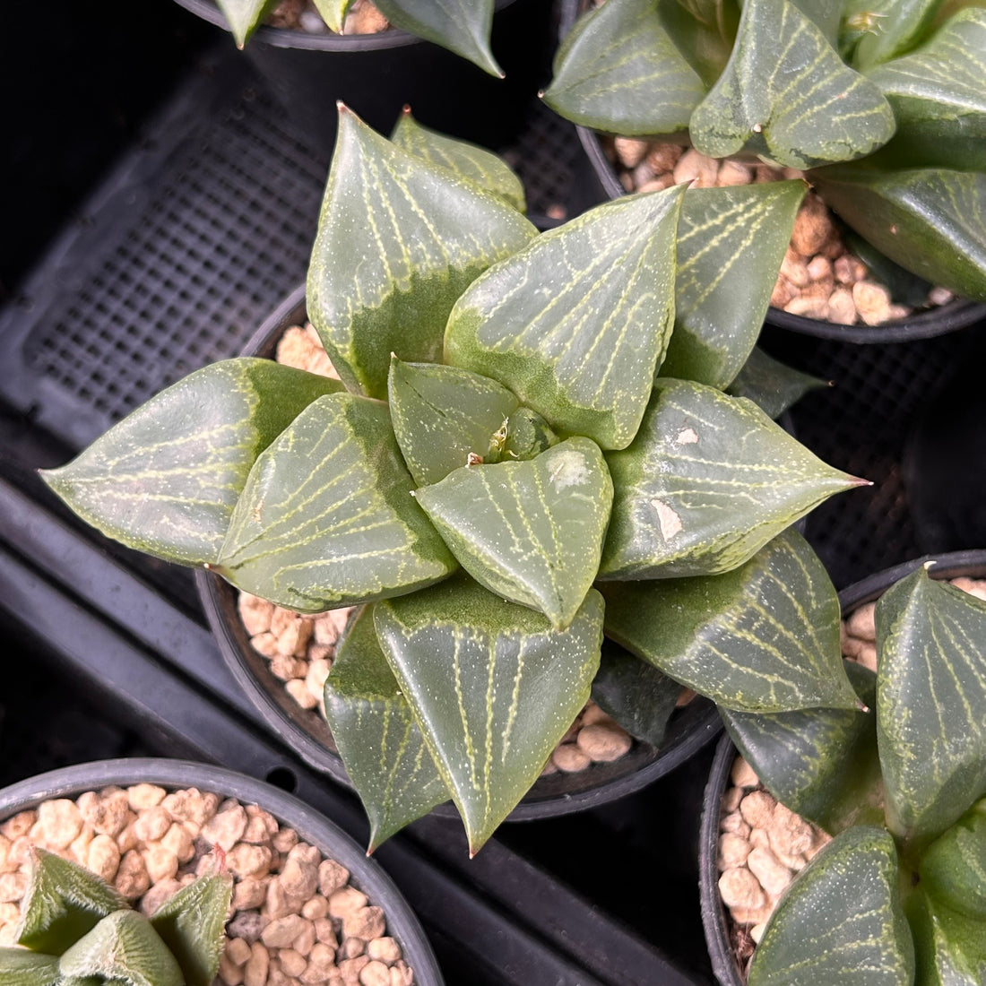 4'' Haworthia Urahannya, Rare Live Succulent Plants