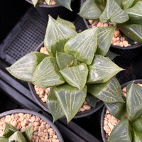4'' Haworthia Urahannya, Rare Live Succulent Plants