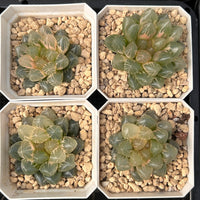 2.5'' Haworthia Cooperi Purple King Variegated, Rare Live Succulent Plants