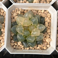 2.5'' Haworthia Cooperi Purple King Variegated, Rare Live Succulent Plants
