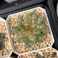 2.5'' Haworthia Cooperi Purple King Variegated, Rare Live Succulent Plants