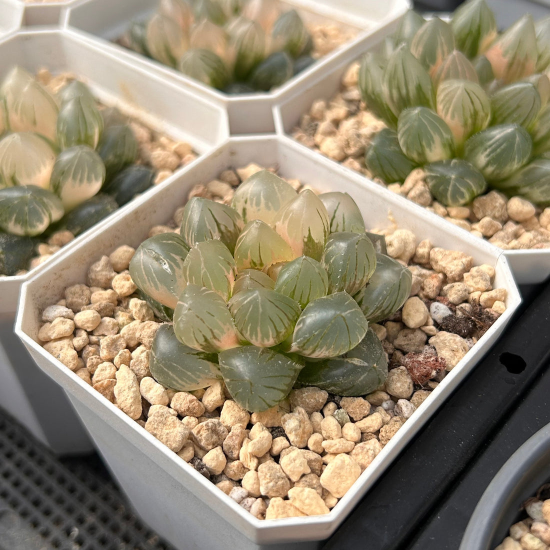 2.5'' Haworthia Cooperi Purple King Variegated, Rare Live Succulent Plants