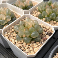2.5'' Haworthia Cooperi Purple King Variegated, Rare Live Succulent Plants