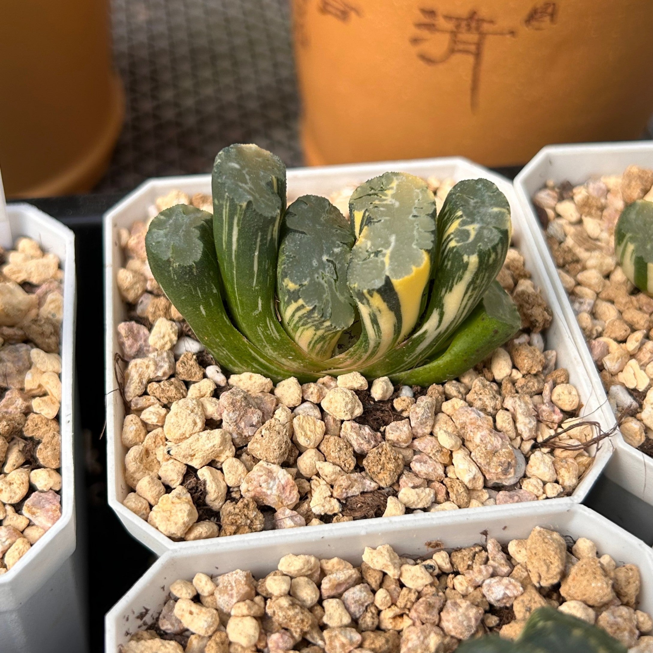2'' Haworthia Truncata Hokusai Striata, Rare Live Succulent Plants