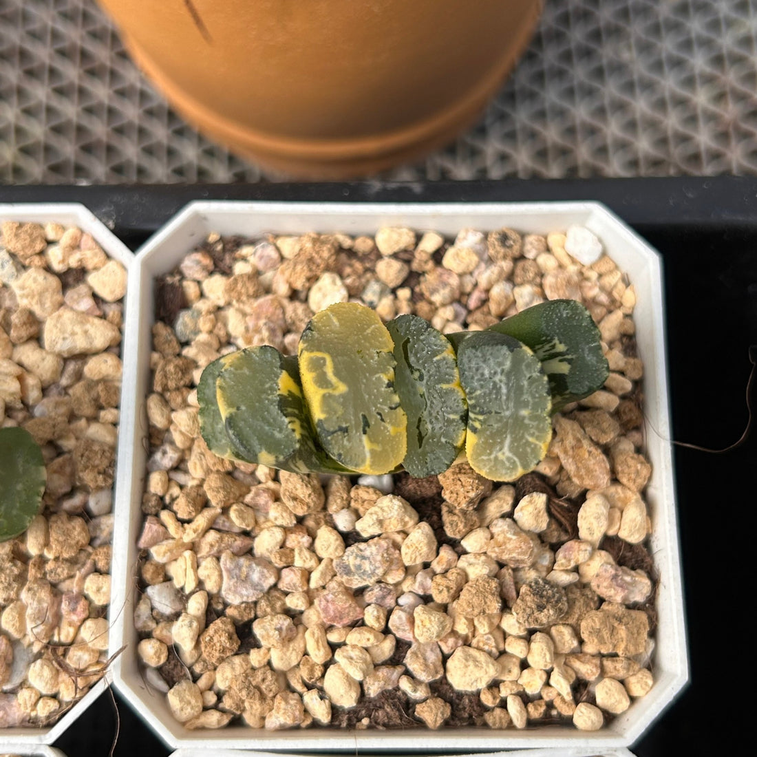 2'' Haworthia Truncata Hokusai Striata, Rare Live Succulent Plants