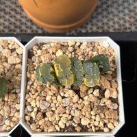 2'' Haworthia Truncata Hokusai Striata, Rare Live Succulent Plants