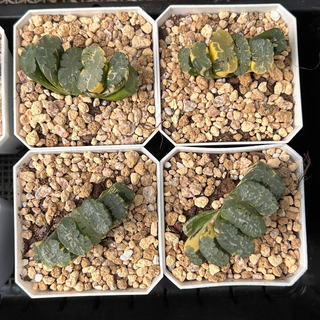 2'' Haworthia Truncata Hokusai Striata, Rare Live Succulent Plants