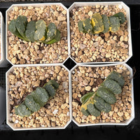 2'' Haworthia Truncata Hokusai Striata, Rare Live Succulent Plants