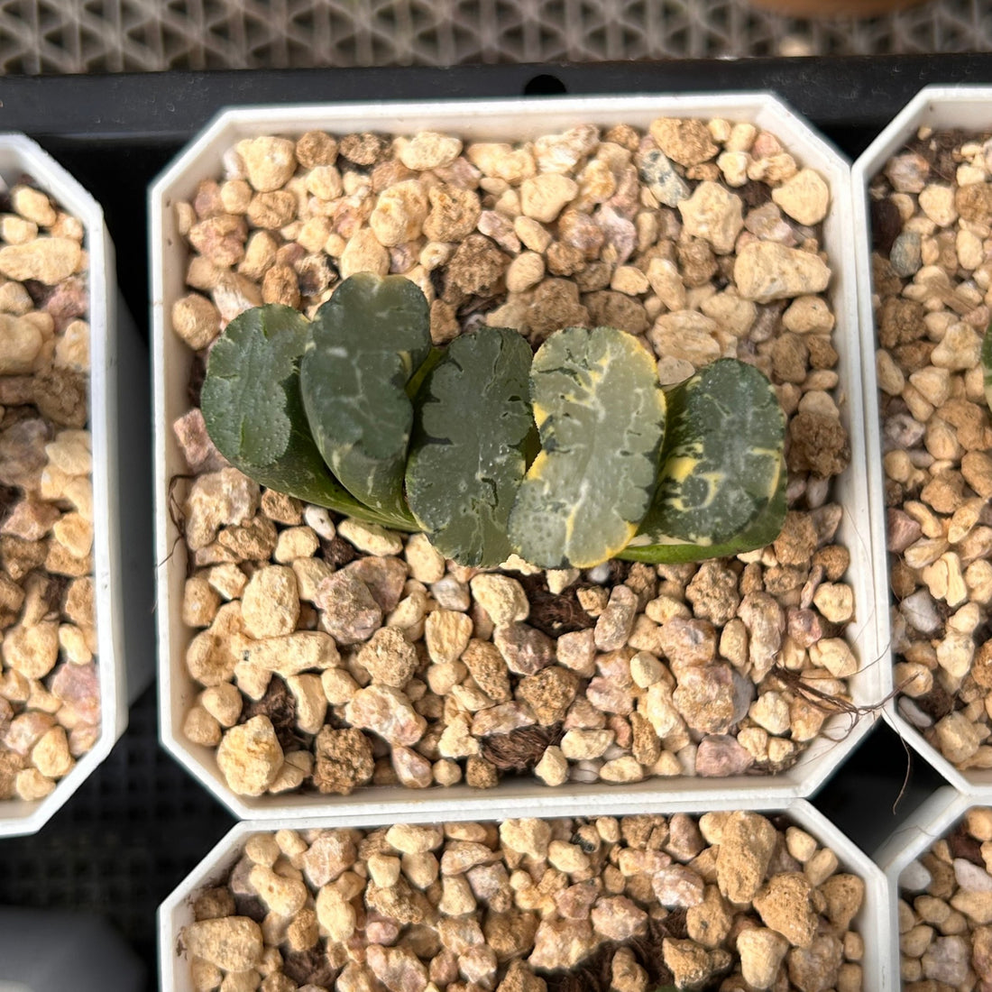 2'' Haworthia Truncata Hokusai Striata, Rare Live Succulent Plants