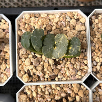 2'' Haworthia Truncata Hokusai Striata, Rare Live Succulent Plants