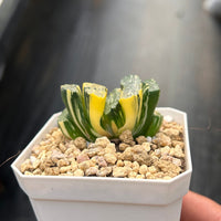 2'' Haworthia Truncata Hokusai Striata, Rare Live Succulent Plants