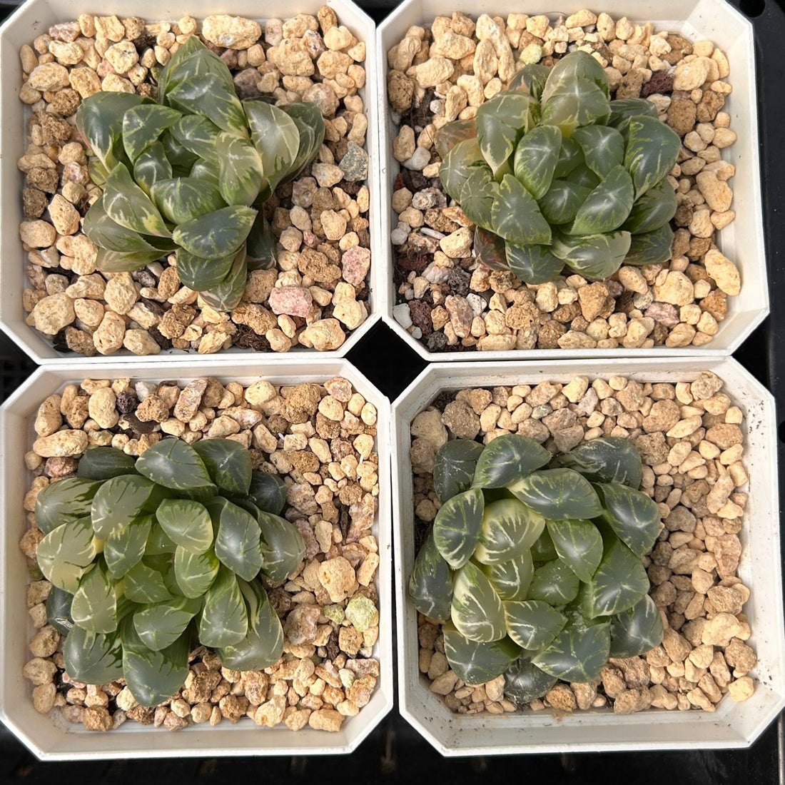 2'' Haworthia Cooperi Flower Whale Variegated, Rare Live Succulent Plants