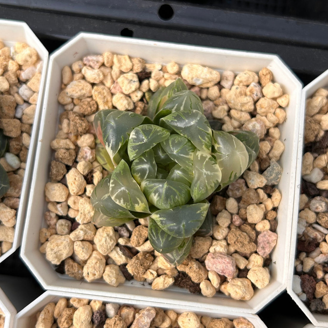 2'' Haworthia Cooperi Flower Whale Variegated, Rare Live Succulent Plants