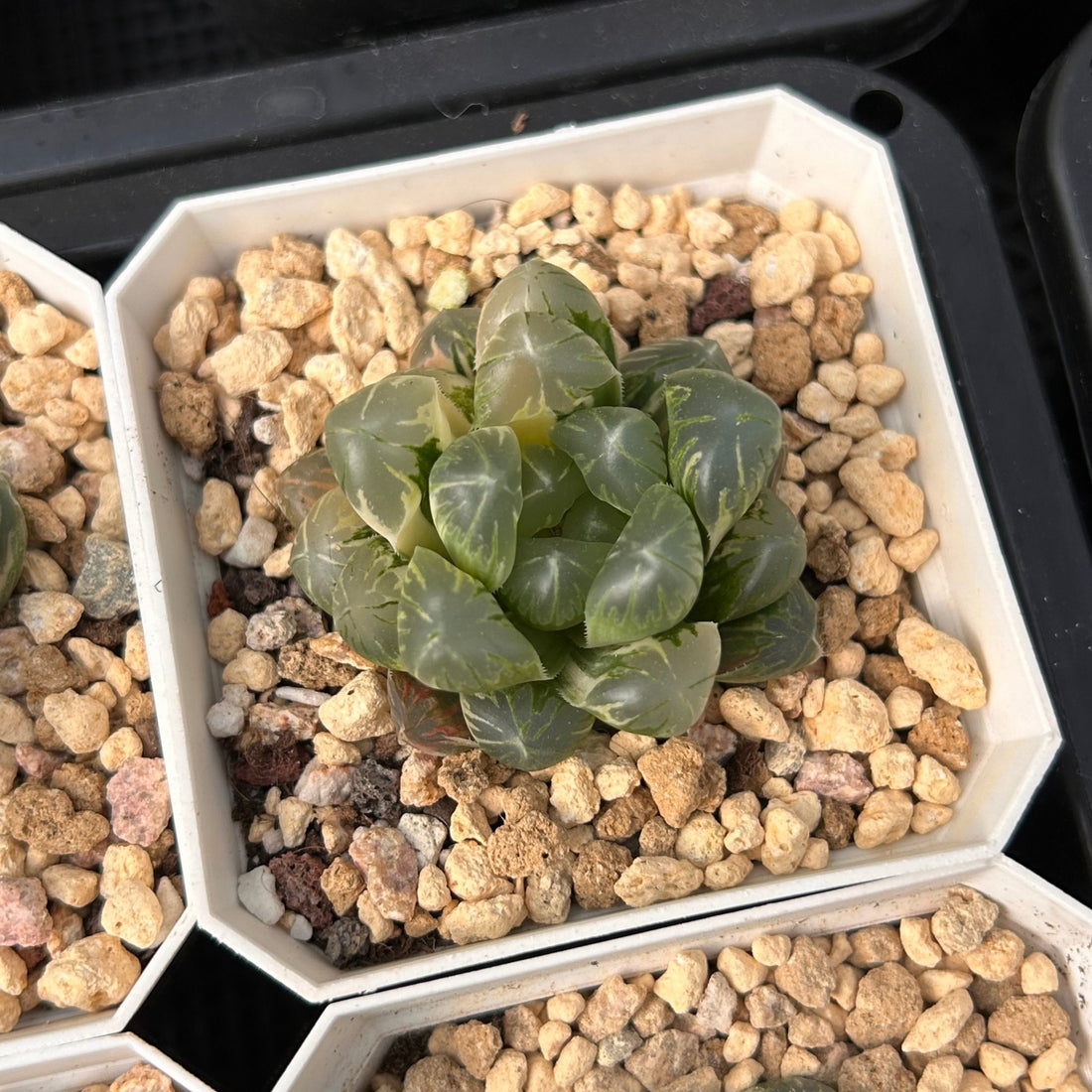 2'' Haworthia Cooperi Flower Whale Variegated, Rare Live Succulent Plants