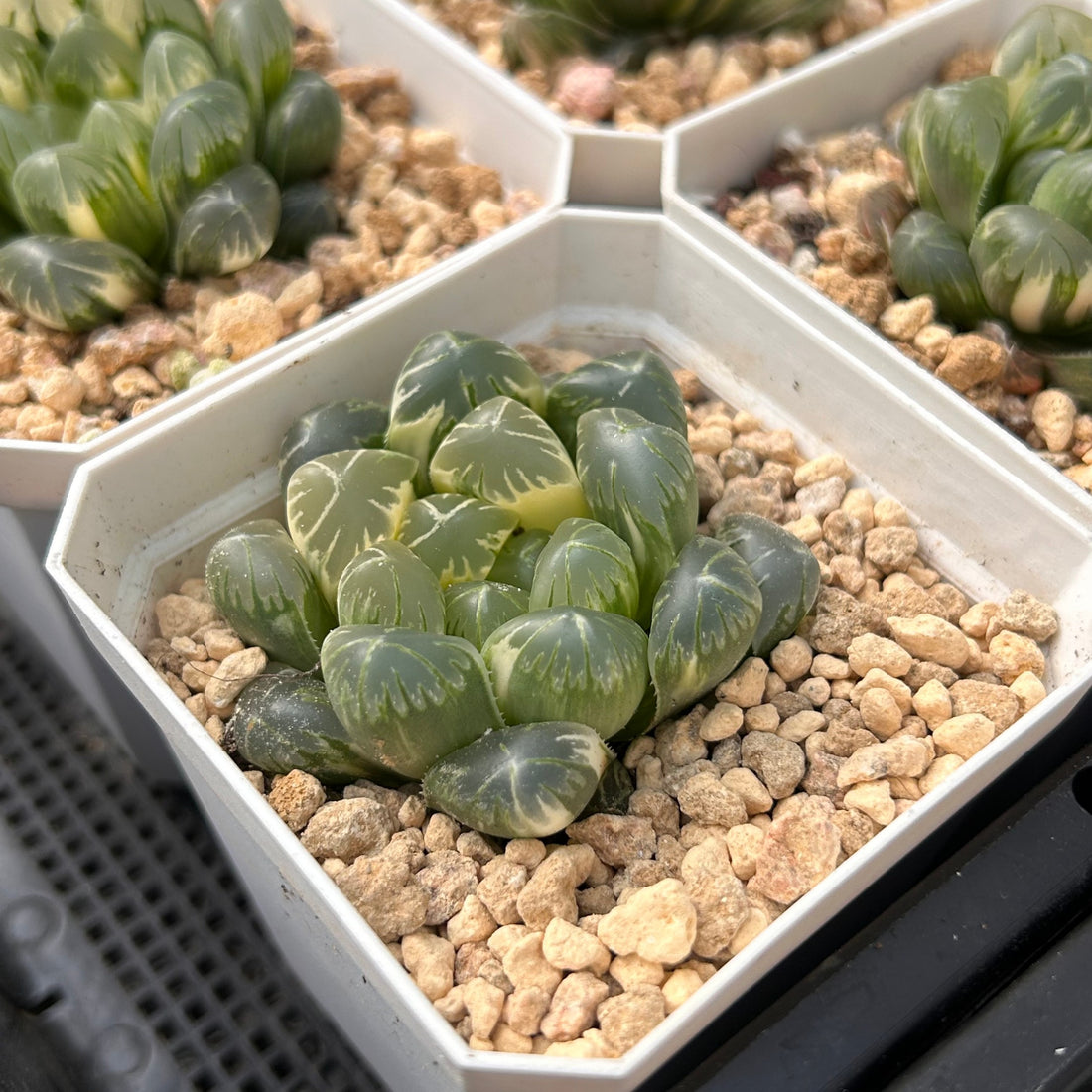 2'' Haworthia Cooperi Flower Whale Variegated, Rare Live Succulent Plants