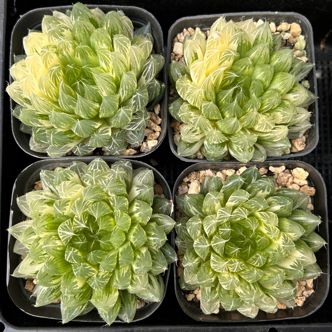 3'' Haworthia Cooperi Butterfly Variegated, Rare Live Succulent Plants