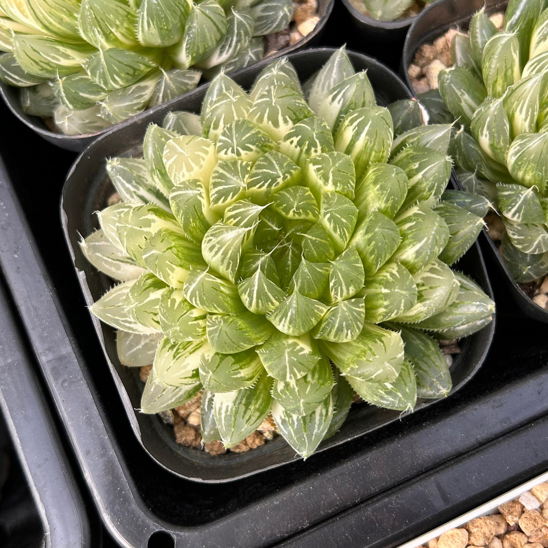 3'' Haworthia Cooperi Butterfly Variegated, Rare Live Succulent Plants