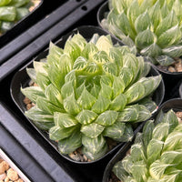 3'' Haworthia Cooperi Butterfly Variegated, Rare Live Succulent Plants