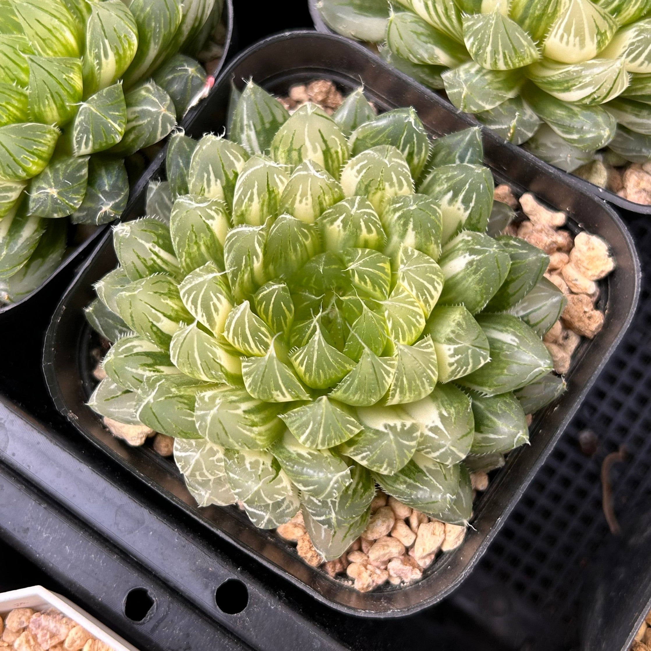haworthia cooperi succulent 3'' Haworthia Cooperi Butterfly Variegated, Rare Live Succulent Plants