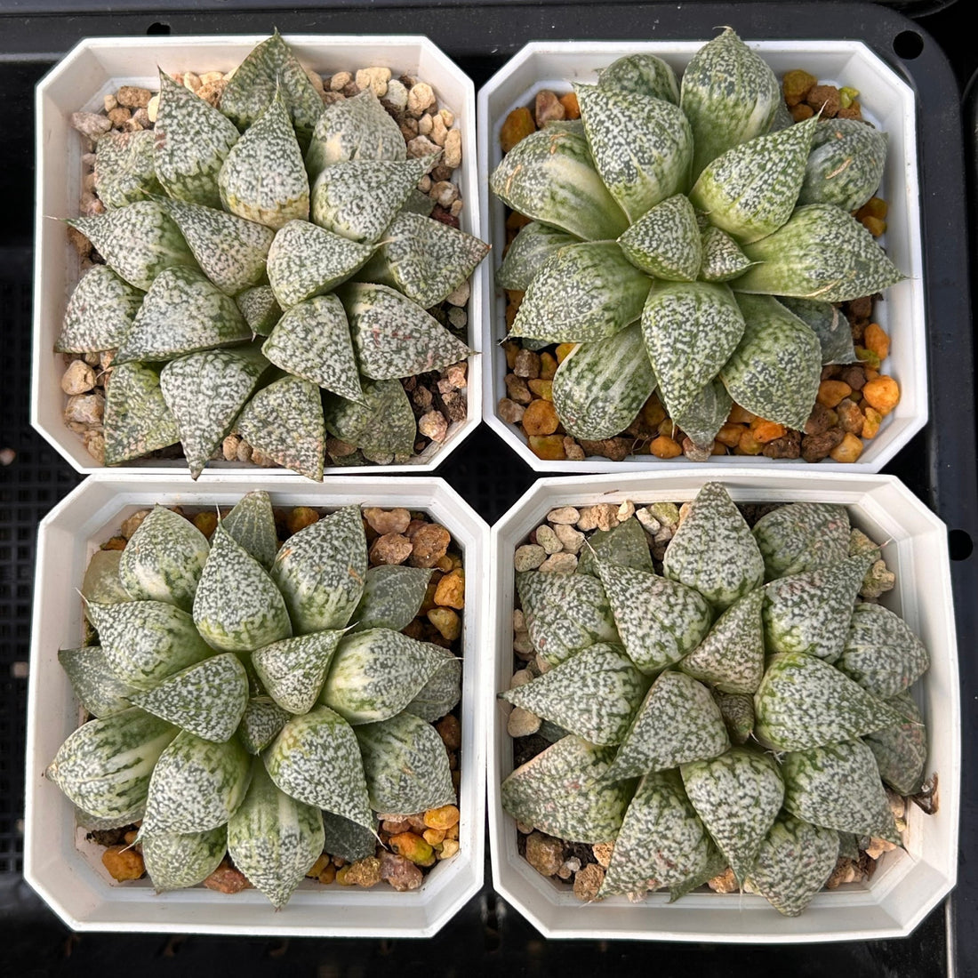 3'' Haworthia Picta Variegated, Rare Live Succulent Plants