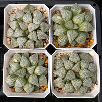 3'' Haworthia Picta Variegated, Rare Live Succulent Plants