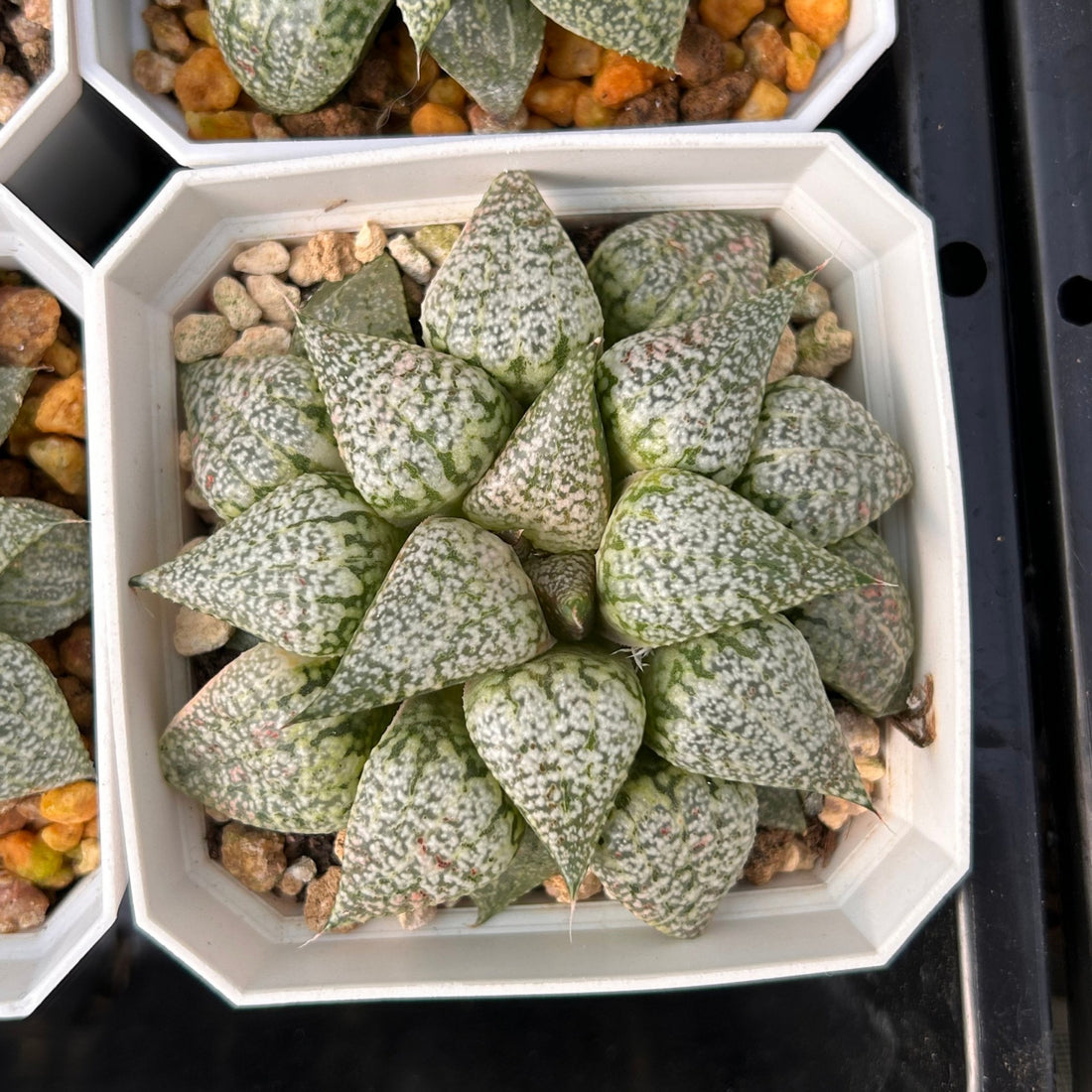 3'' Haworthia Picta Variegated, Rare Live Succulent Plants