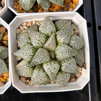 3'' Haworthia Picta Variegated, Rare Live Succulent Plants