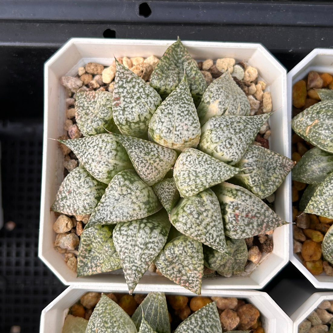 3'' Haworthia Picta Variegated, Rare Live Succulent Plants