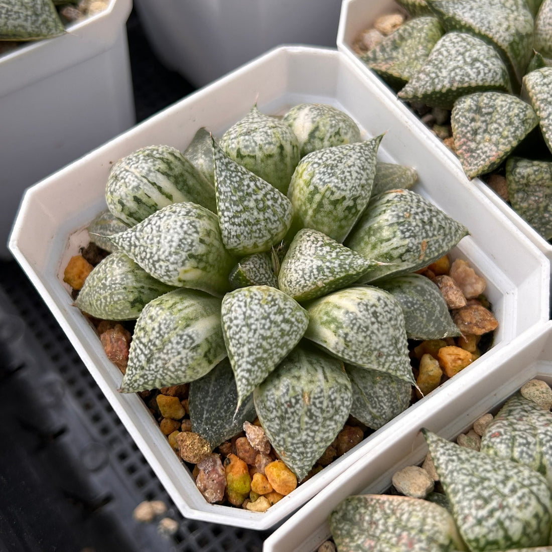3'' Haworthia Picta Variegated, Rare Live Succulent Plants