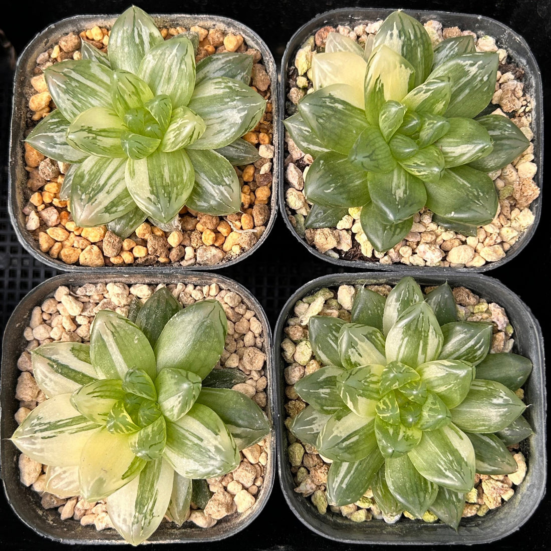 3'' Haworthia Hanabi Variegated, Rare Live Succulent Plants
