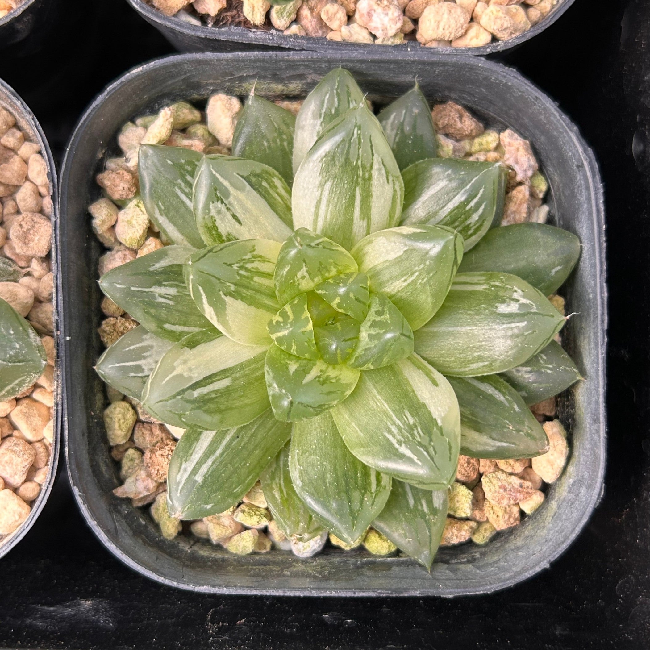 3'' Haworthia Hanabi Variegated, Rare Live Succulent Plants – cocosucculent