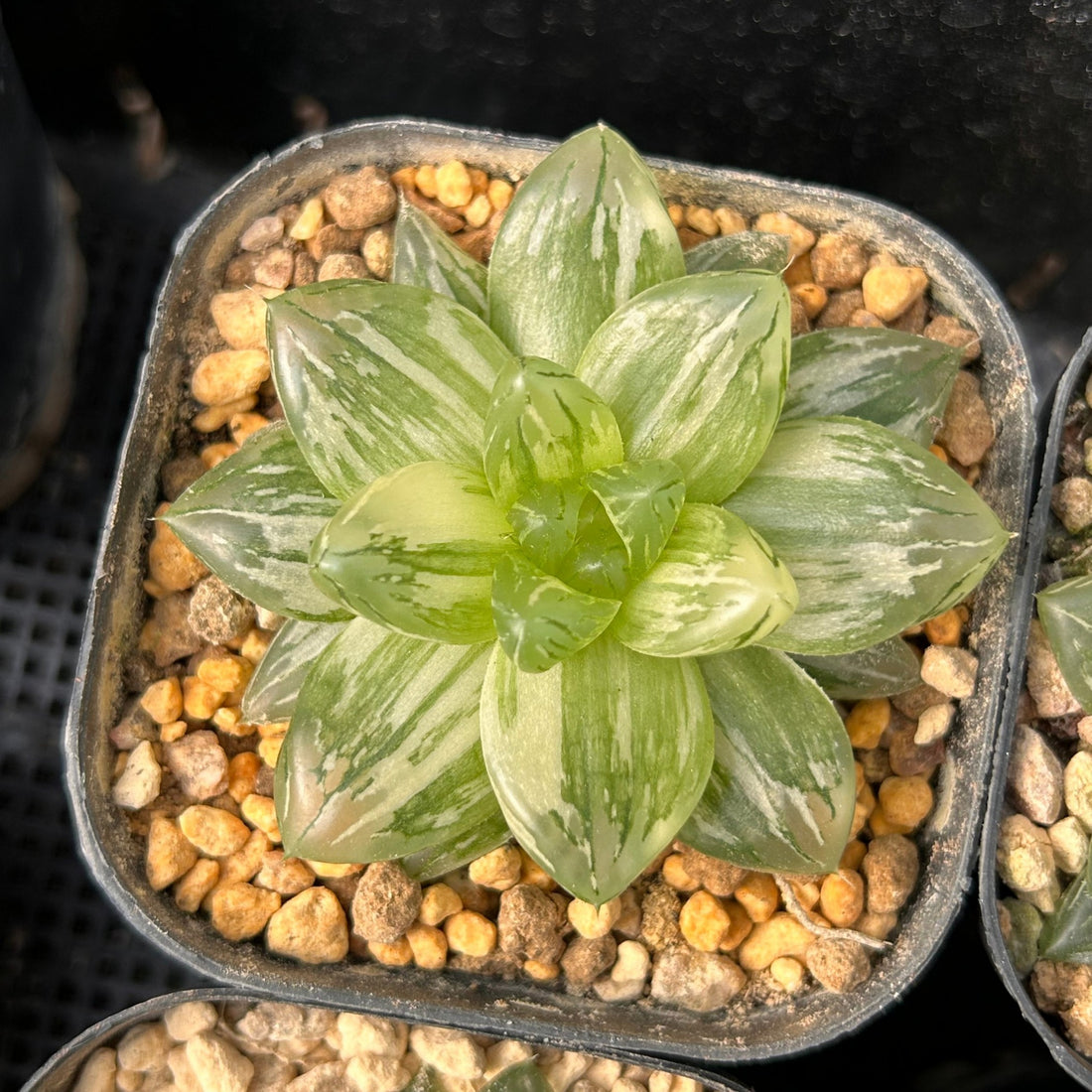3'' Haworthia Hanabi Variegated, Rare Live Succulent Plants
