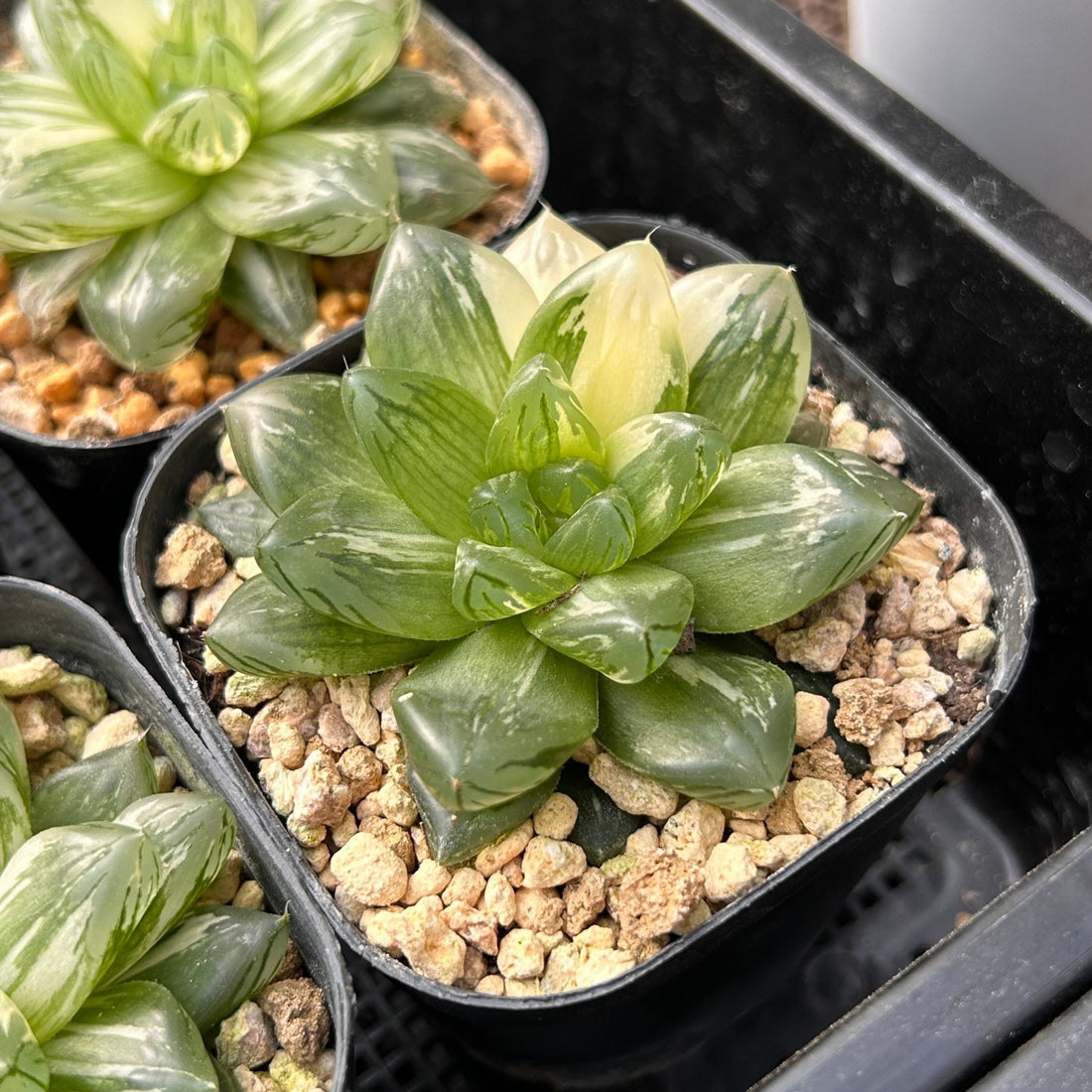 3'' Haworthia Hanabi Variegated, Rare Live Succulent Plants