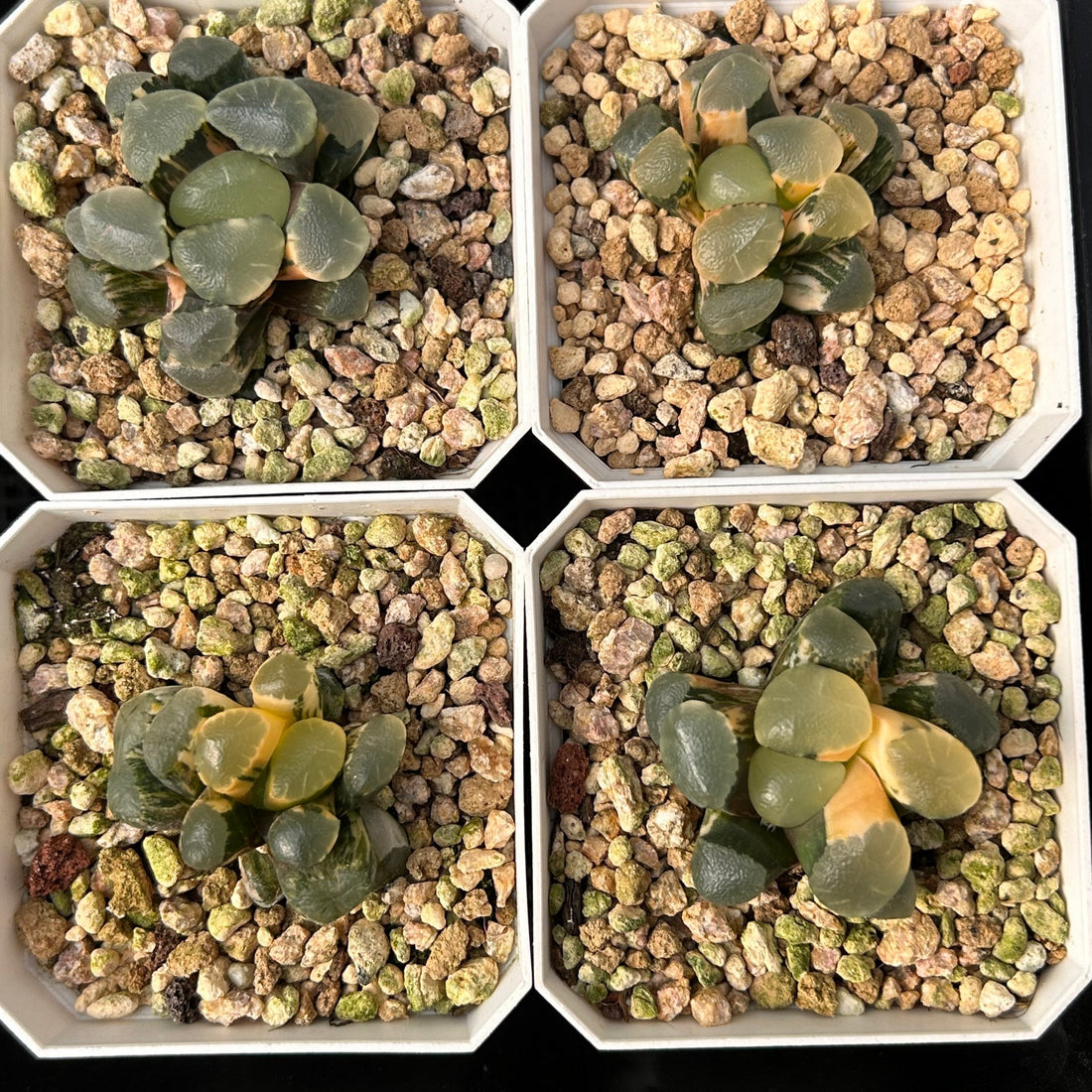 2'' Haworthia Maughanii Red Moon Variegated, Rare Live Succulent Plants
