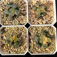 2'' Haworthia Maughanii Red Moon Variegated, Rare Live Succulent Plants