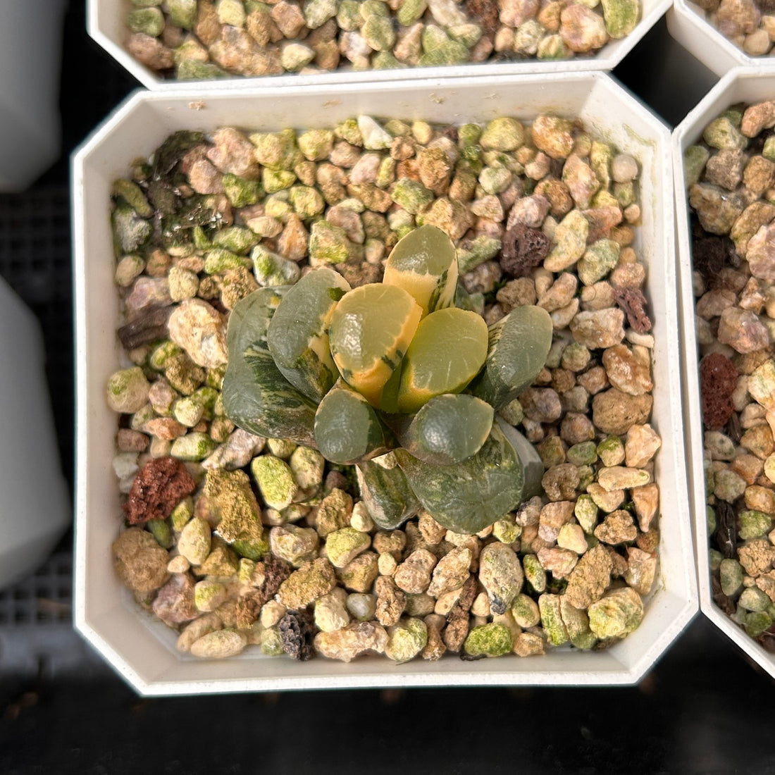 2'' Haworthia Maughanii Red Moon Variegated, Rare Live Succulent Plants