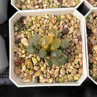 2'' Haworthia Maughanii Red Moon Variegated, Rare Live Succulent Plants
