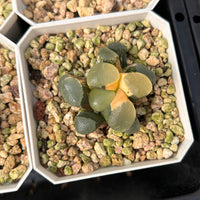 2'' Haworthia Maughanii Red Moon Variegated, Rare Live Succulent Plants