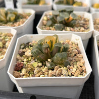 2'' Haworthia Maughanii Red Moon Variegated, Rare Live Succulent Plants