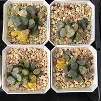 2'' Haworthia Maughanii Window Variegated, Rare Live Succulent Plants