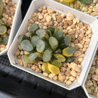2'' Haworthia Maughanii Window Variegated, Rare Live Succulent Plants